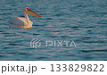 Pelican swims on the water surface 133829822