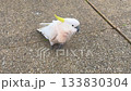 A Sulphur Crested Cockatoo standing on a pedestrian footpath 133830304