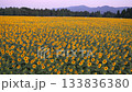 新潟縣津南向日葵廣場：沐浴在朝陽中的金色向日葵田 133836380