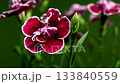 Elegant dark crimson and muted pink carnations on a  background 133840559