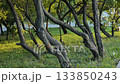 Crooked trees growing in a park near the road 133850243
