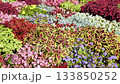 Flower bed vibrant coleus foliage decorating Moscow garden 133850252