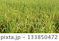 Rice field, rice ear, rice, yellow, sunset, paddy field, sunset, sunset, sunset 133850472