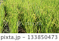 Rice field, rice ear, rice, yellow, sunset, paddy field, sunset, sunset, sunset 133850473