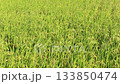 Rice field, rice ear, rice, yellow, sunset, paddy field, sunset, sunset, sunset 133850474