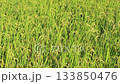 Rice field, rice ear, rice, yellow, sunset, paddy field, sunset, sunset, sunset 133850476
