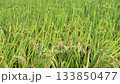 Rice field, rice ear, rice, yellow, sunset, paddy field, sunset, sunset, sunset 133850477