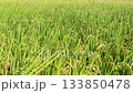 Rice field, rice ear, rice, yellow, sunset, paddy field, sunset, sunset, sunset 133850478