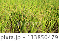 Rice field, rice ear, rice, yellow, sunset, paddy field, sunset, sunset, sunset 133850479