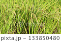 Rice field, rice ear, rice, yellow, sunset, paddy field, sunset, sunset, sunset 133850480