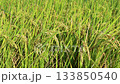 Rice field, rice ear, rice, yellow, sunset, paddy field, sunset, sunset, sunset 133850540