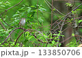 一隻日本林鶯在翠綠的樹叢中歌唱 133850706