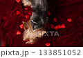 Cute Yorkshire Terrier Poses With Hearts for Saint Valentine's Day 133851052