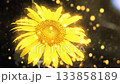 陽光灑落在金黃色的向日葵上 133858189