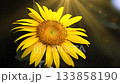 黃光照耀著向日葵 133858190