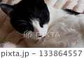 Close up of a black and white cat on a soft blanket, grooming its fur, creating an intimate, detailed domestic moment. Funny cats 133864557