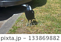 An Australian Magpie walking around on grass near a parked car 133869882
