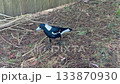 An Australian Magpie walking around near a wooden fence 133870930