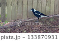 An Australian Magpie walking around near a wooden fence 133870931