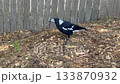 An Australian Magpie walking around near a wooden fence 133870932