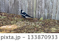 An Australian Magpie walking around near a wooden fence 133870933
