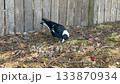 An Australian Magpie walking around near a wooden fence 133870934