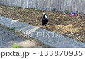 An Australian Magpie walking around near a wooden fence 133870935