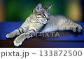 Cat Enjoys Relaxing on a Table Before Stretching and Scratching in a Cozy Indoor Space 133872500