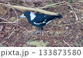 An Australian Magpie walking around in a domestic garden 133873580