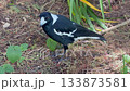An Australian Magpie walking around in a domestic garden 133873581