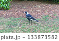 An Australian Magpie walking around in a domestic garden 133873582