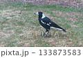 An Australian Magpie walking around in a domestic garden 133873583