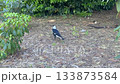 An Australian Magpie walking around in a domestic garden 133873584
