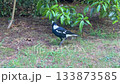 An Australian Magpie walking around in a domestic garden 133873585