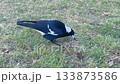An Australian Magpie walking around in a domestic garden 133873586