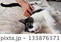A black and white cat stretches and relaxes on a soft beige blanket. The cozy texture and peaceful pose capture a moment of calm domestic comfort 133876371