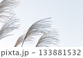 風になびくススキ・儚いイメージ 133881532