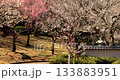 靜岡縣熱海梅園的梅花 133883951