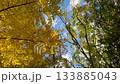 風に揺れる黄色の紅葉と緑の木々のコントラスト　隙間から見える青空が爽やかな秋の自然風景素材 133885043
