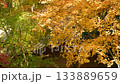 Kumamoto's beautiful autumn foliage spots 133889659
