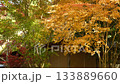 Kumamoto's beautiful autumn foliage spots 133889660