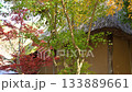 Kumamoto's beautiful autumn foliage spots 133889661