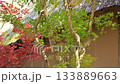 Kumamoto's beautiful autumn foliage spots 133889663