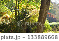 Kumamoto's beautiful autumn foliage spots 133889668