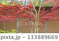 Kumamoto's beautiful autumn foliage spots 133889669