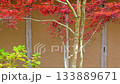 Kumamoto's beautiful autumn foliage spots 133889671