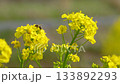 蜜蜂訪花油菜花的4K慢動作視頻 133892293