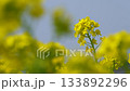 油菜花田隨風搖曳的4K慢動作視頻 133892296
