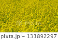 油菜花田隨風搖曳的4K慢動作視頻 133892297