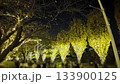 秋日裡，燈光照耀下的樹木和公園漫步。 133900125